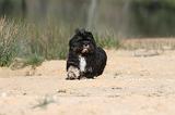 LHASSA APSO 019
